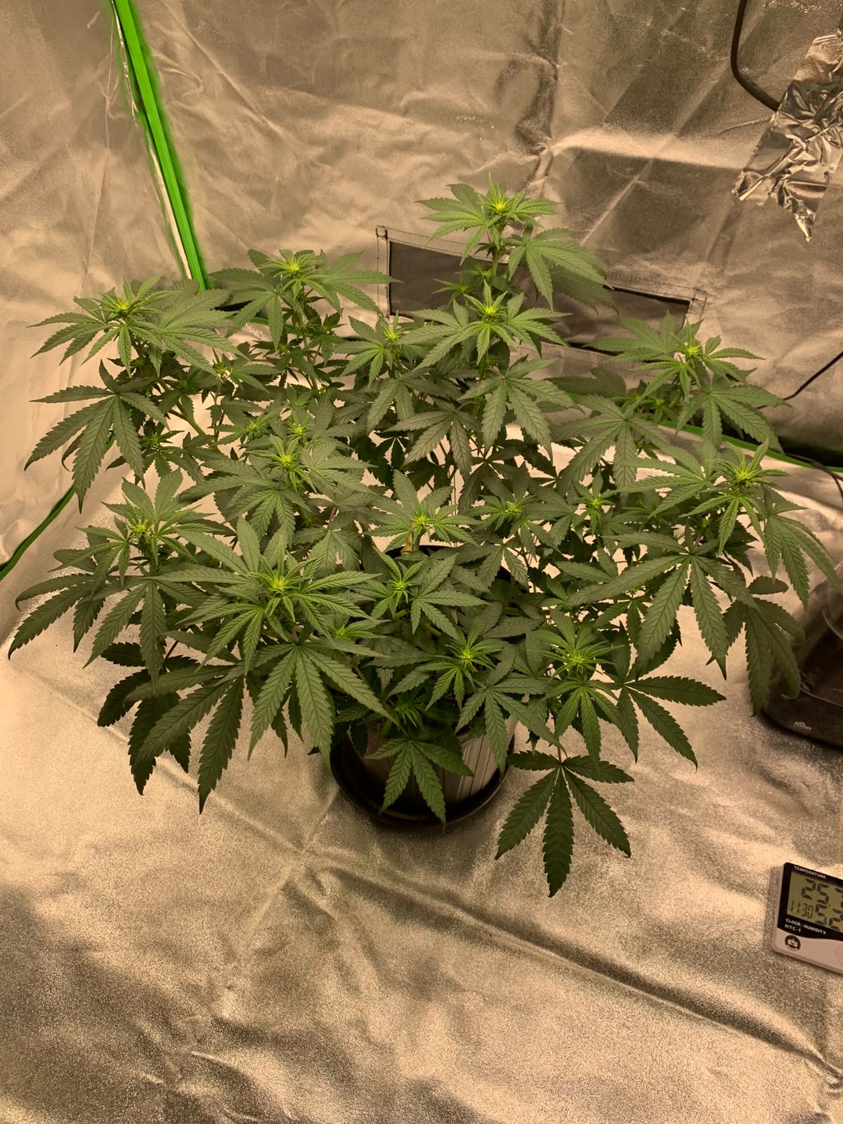 Planta medicinal em cultivo indoor